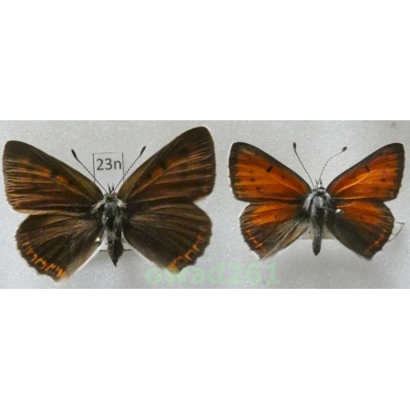 Lycaena hippothoe (Linnaeus, 1761) pair Czech23n